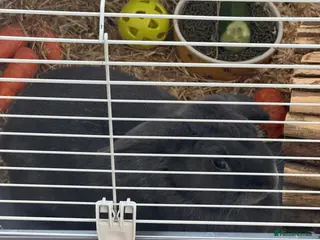 Silver rabbits Beautiful rabbit looking for a new Home - Advert 2