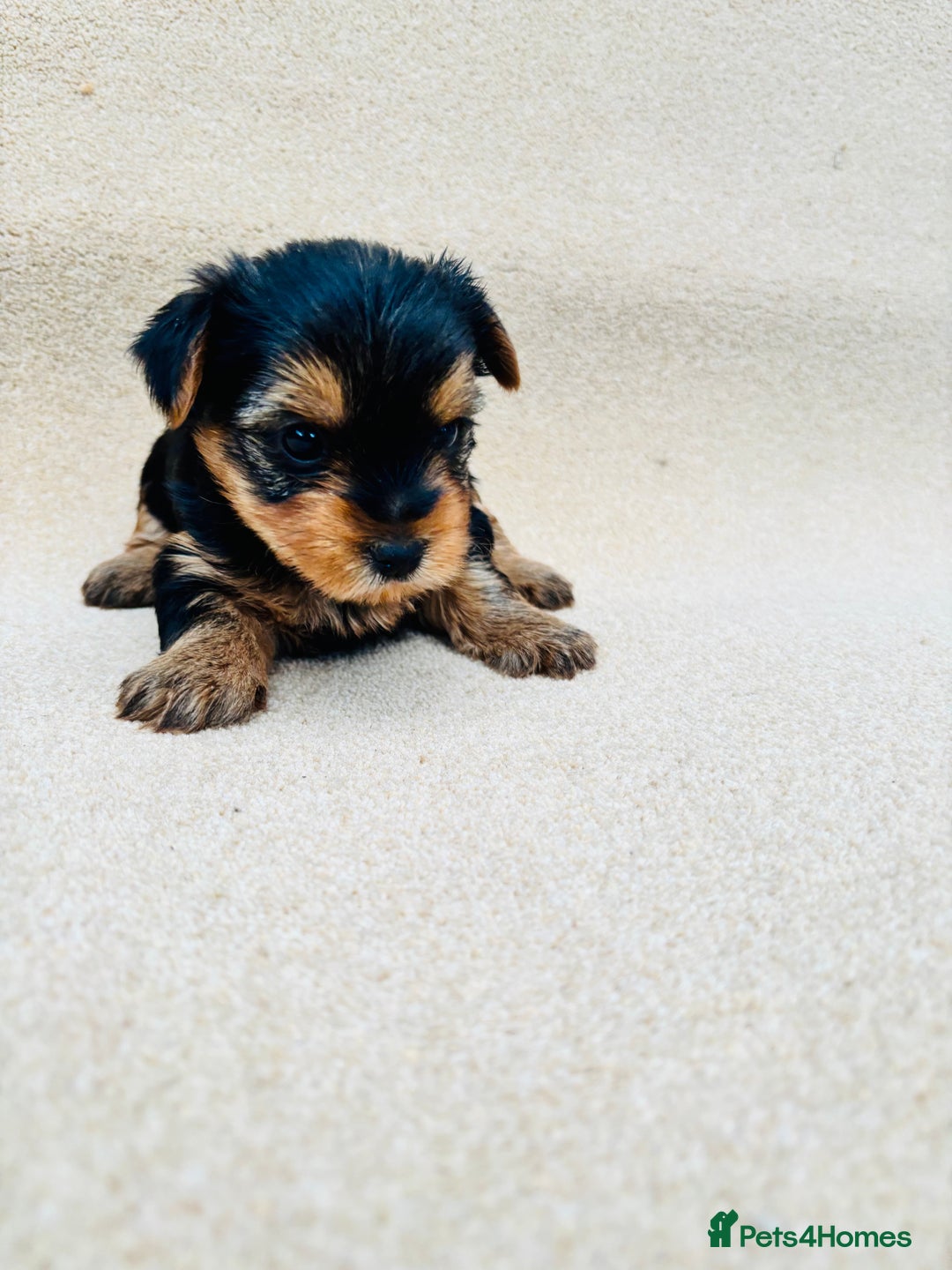 Yorkshire Terrier dogs for sale: Beautiful litter of Yorkshire terrier puppies - Advert 13