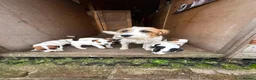 Jack Russell dogs for sale: 3 female Jack Russell puppies ready to go - Advert 26