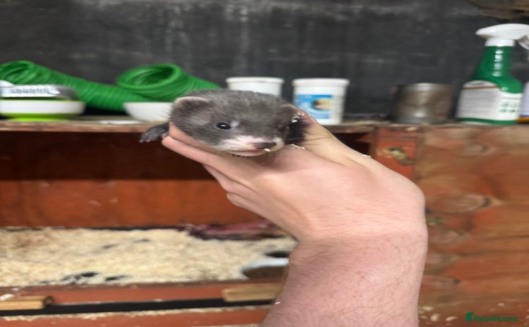 Ferret rodents - Advert 6