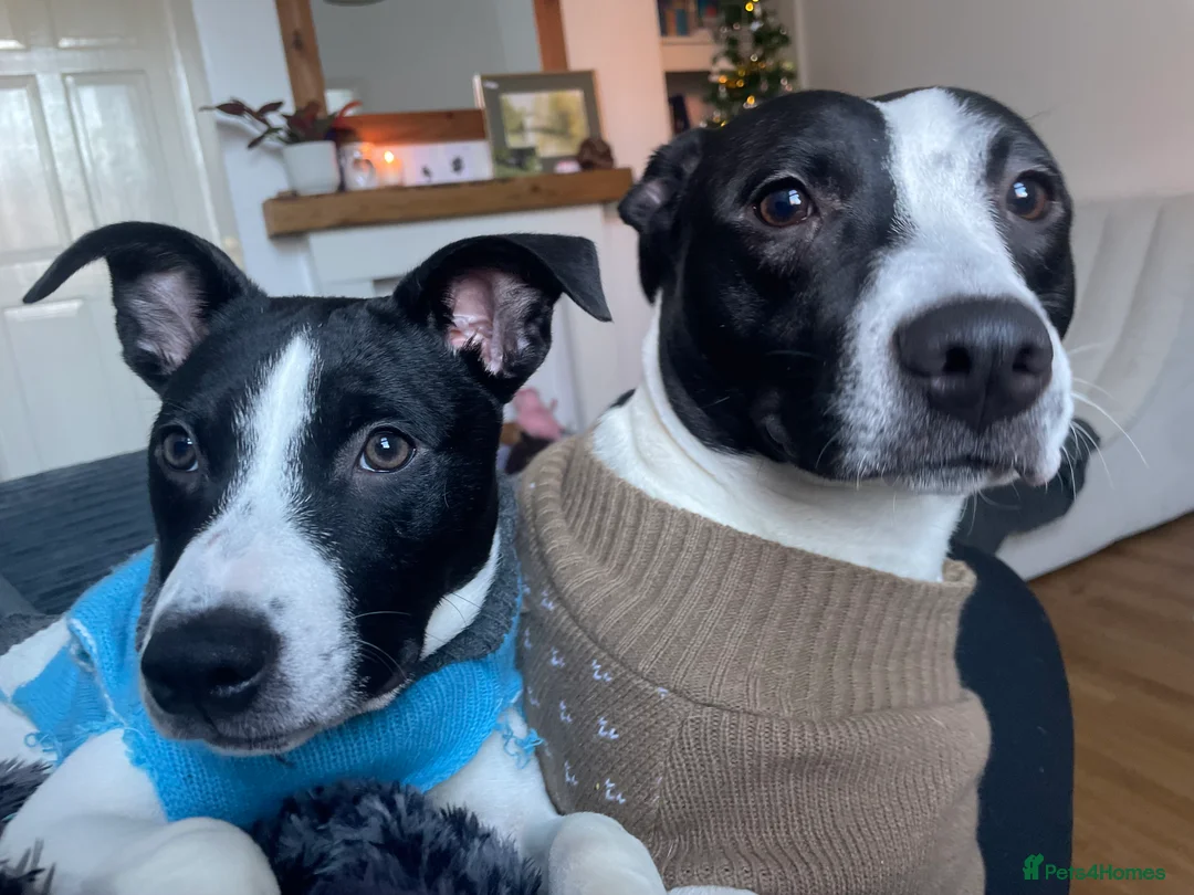 Mixed Breed dogs for sale: 6m Staffordshire bull terrier x lurcher female  - Advert 6