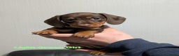 Miniature Dachshund dogs for sale: Kc reg miniture dachshund puppies for sale - Advert 2