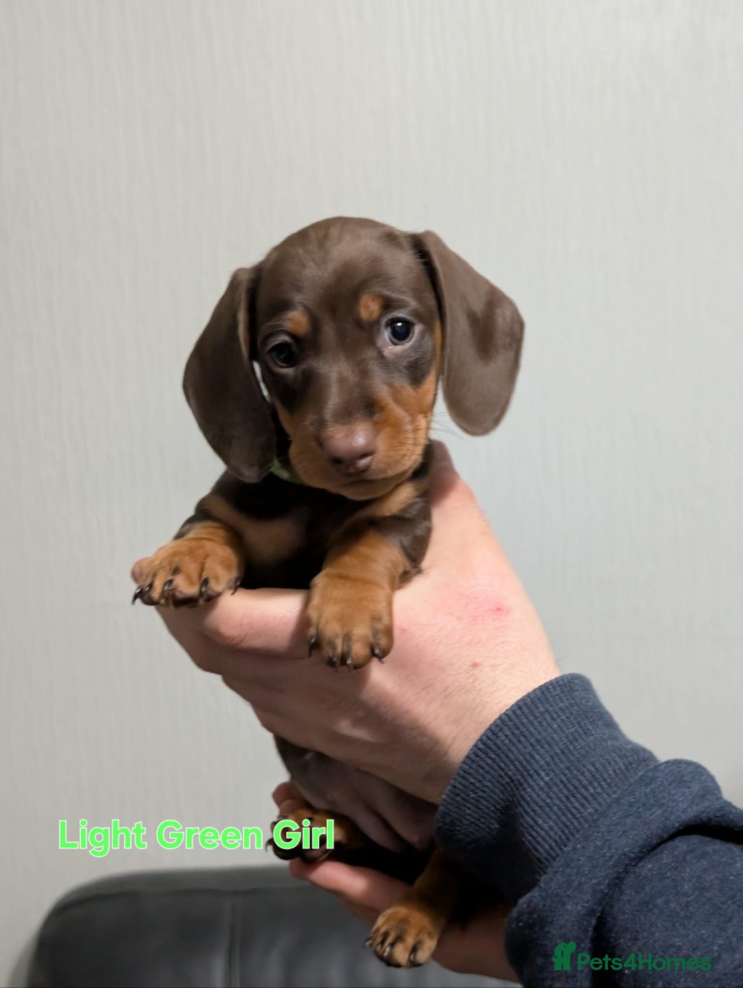 Miniature Dachshund dogs for sale: Kc reg miniture dachshund puppies for sale - Advert 2