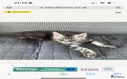 Maine Coon cats for sale: OUTSTANDING-HUGE-Red/Silver imported ACTIVE stud  - Image 8