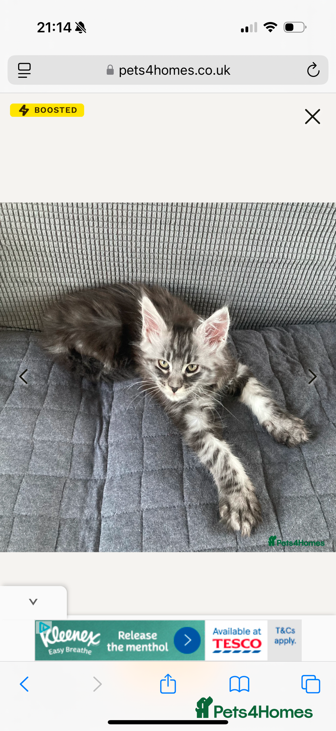 Maine Coon cats for sale: OUTSTANDING-HUGE-Red/Silver imported ACTIVE stud  - Image 8