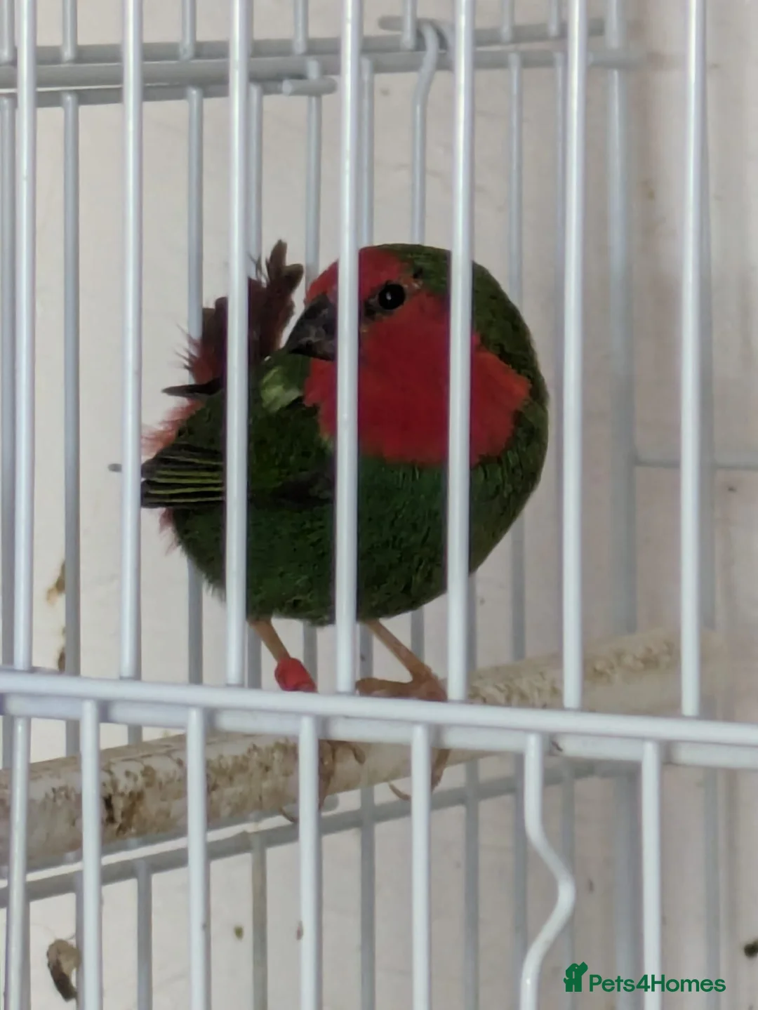 Finches birds for sale: Proven pair parrot finches  - Advert 3