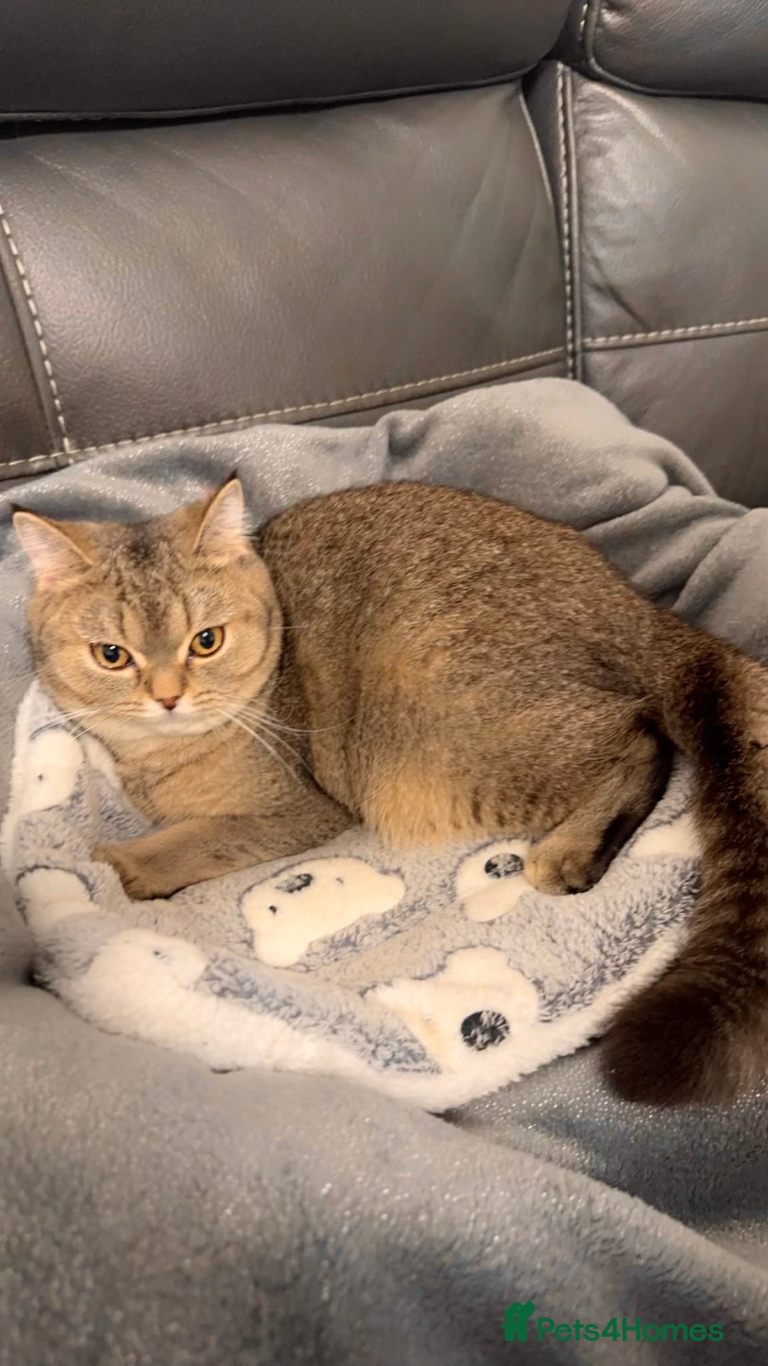 British Shorthair cats for sale: Female NY25 Golden Shaded British Shorthair Kitten in Birmingham - Image 3