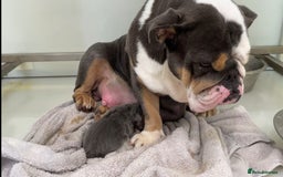 English Bulldog dogs for sale: Ready now  - Image 5