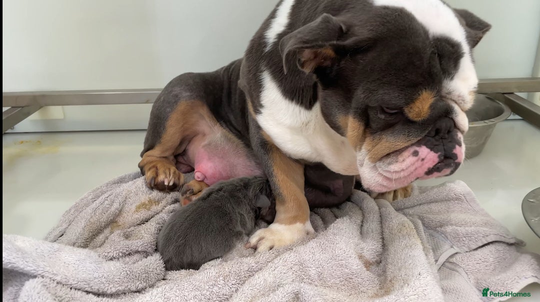 English Bulldog dogs for sale: Ready now  - Image 5