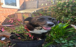 Mixed Breed dogs for adoption: Pepper for adoption - Image 3