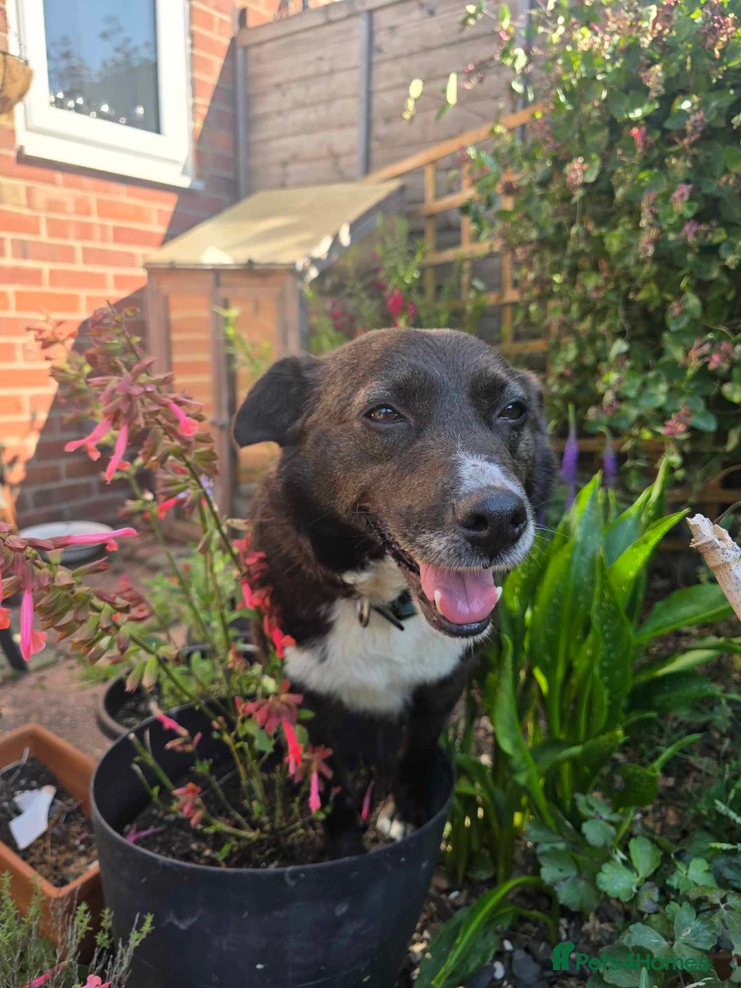 Mixed Breed dogs for adoption: Pepper for adoption - Image 3