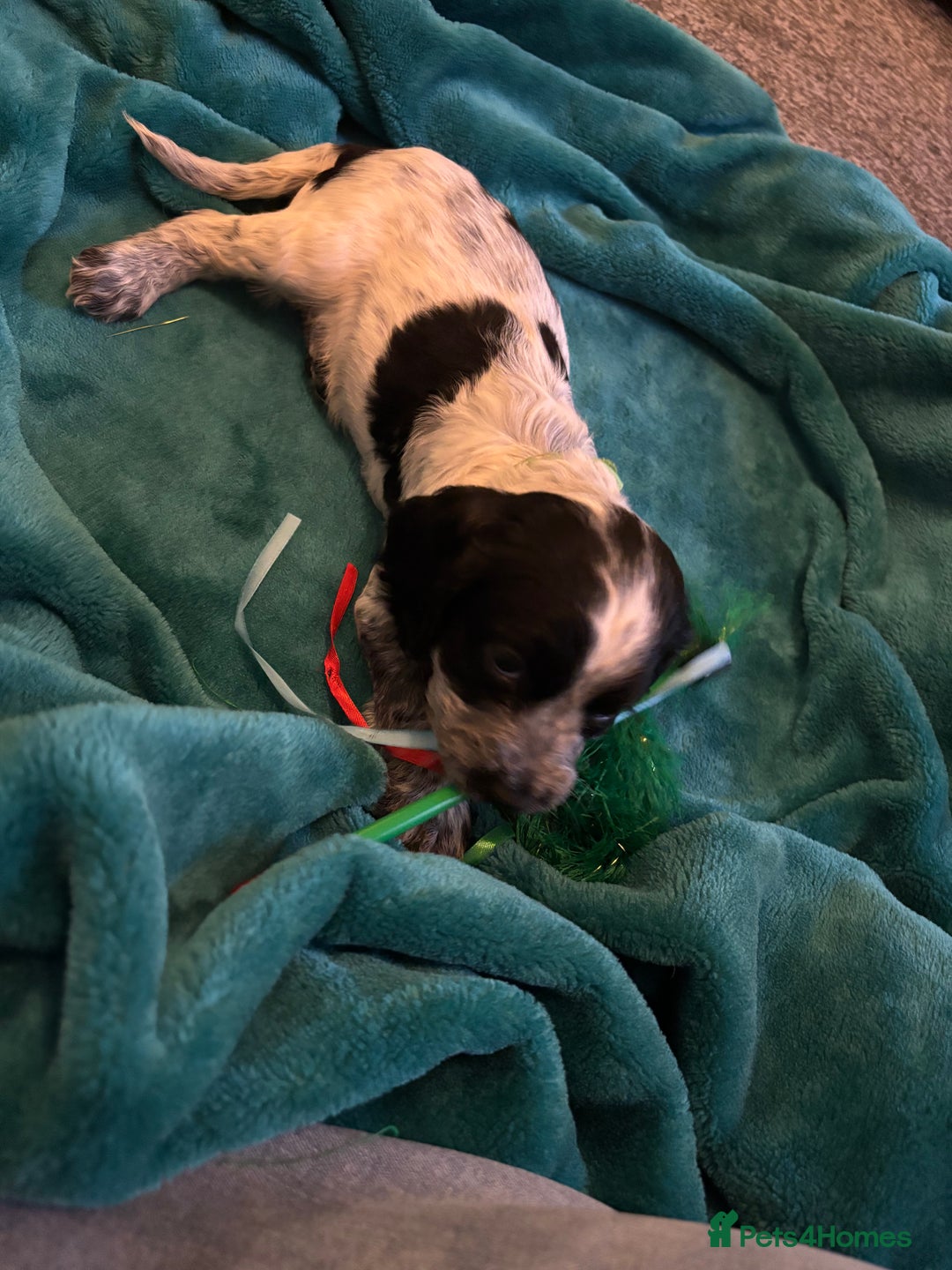 Cocker Spaniel dogs for sale: Georgous blue roan cocker spaniels - Image 28