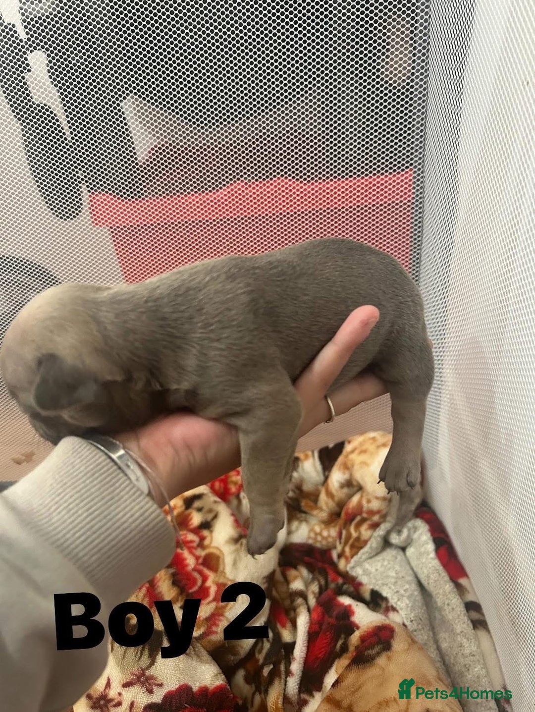 French Bulldog dogs for sale: French Bulldog Pups for sale - Image 10
