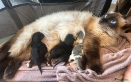 Ragdoll cats for sale: Ragdoll x - Image 6