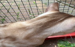 Bengal cats for sale: Bengal Female Snow Mink - Image 4