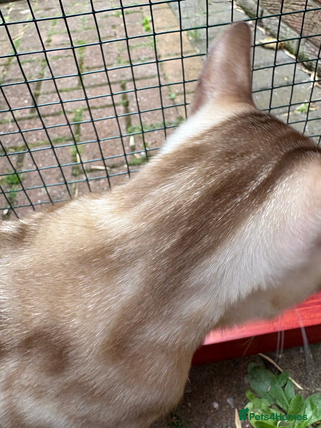 Bengal cats for sale: Bengal Female Snow Mink - Image 4