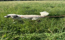 Mixed Breed dogs for adoption: Meet HANNAHH - a Lovely Girl for a Loving Home - Advert 7