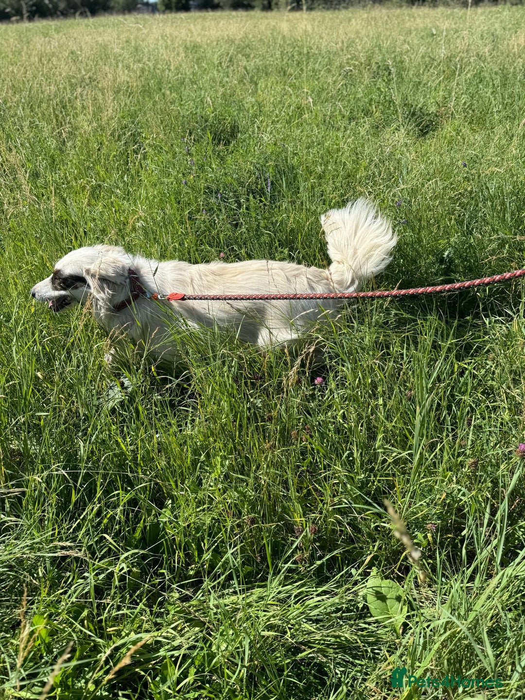 Mixed Breed dogs for adoption: Meet HANNAHH - a Lovely Girl for a Loving Home - Advert 7