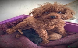 Toy Poodle dogs for sale: Asian Toy Poodle Puppies - Image 12