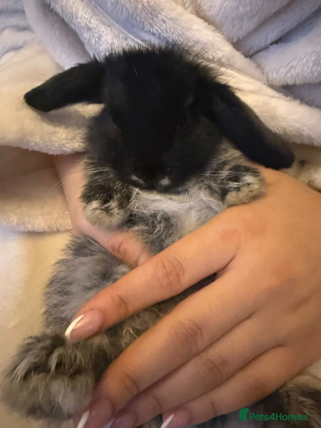Mini Lop rabbits for sale: Gorgeous mini lop baby rabbits  - Advert 5