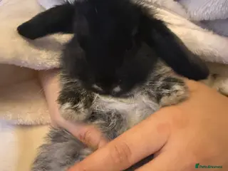 Mini Lop rabbits Gorgeous mini lop baby rabbits - Advert 8