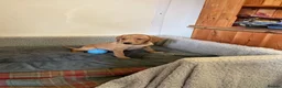 Labrador Retriever dogs for sale: Labrador  in Doncaster - Advert 16