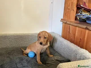 Labrador Retriever dogs Labrador - Advert 6