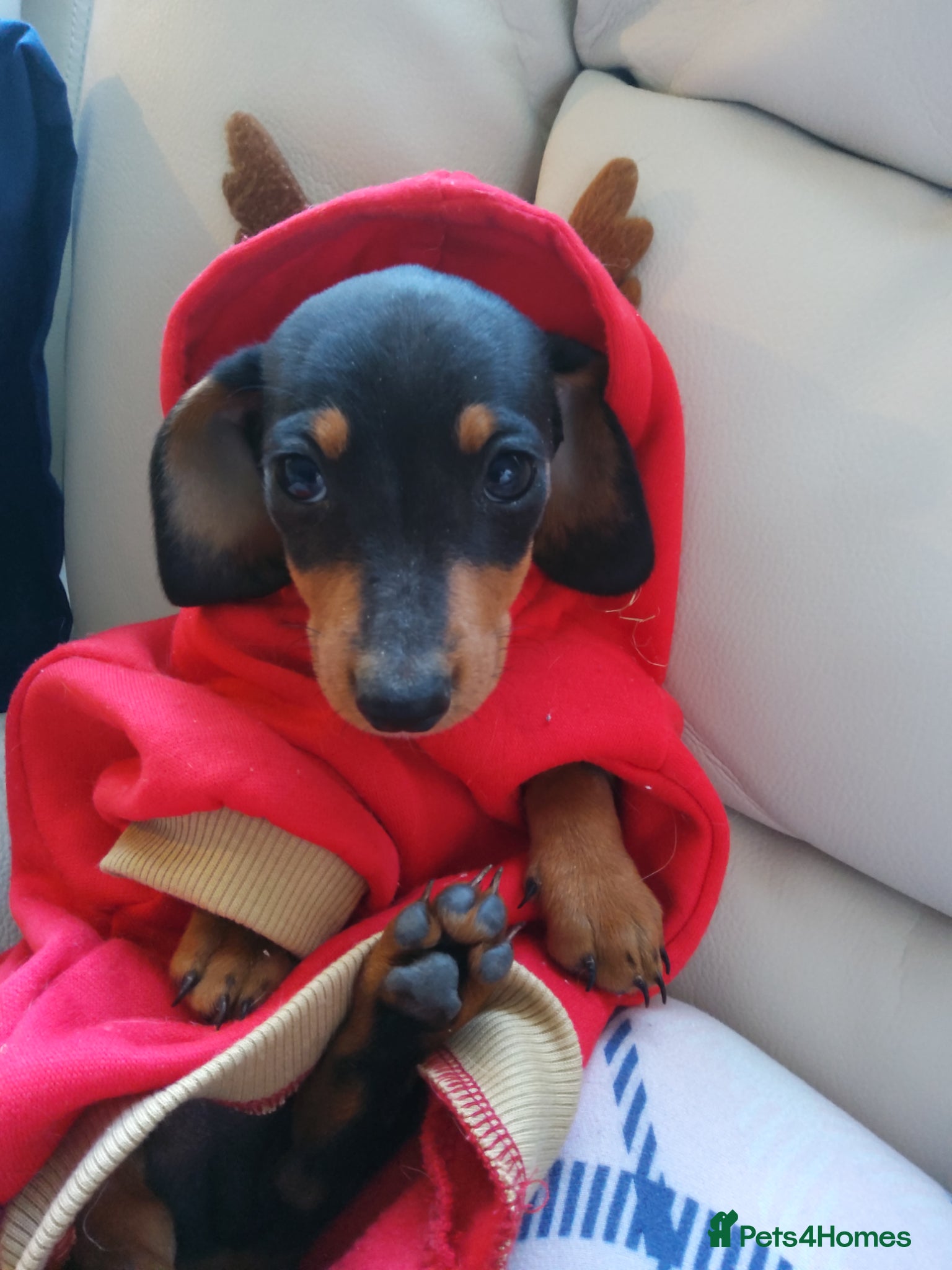 Miniature Dachshund dogs  boy dachshund Puppie ready to leave  - Advert 1