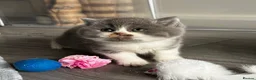 Scottish Fold cats for sale: Beautiful Scottish Kitten, Tica registered - Advert 15
