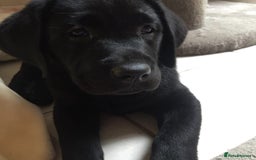 Labrador Retriever dogs for sale: Labrador puppies  - Advert 5