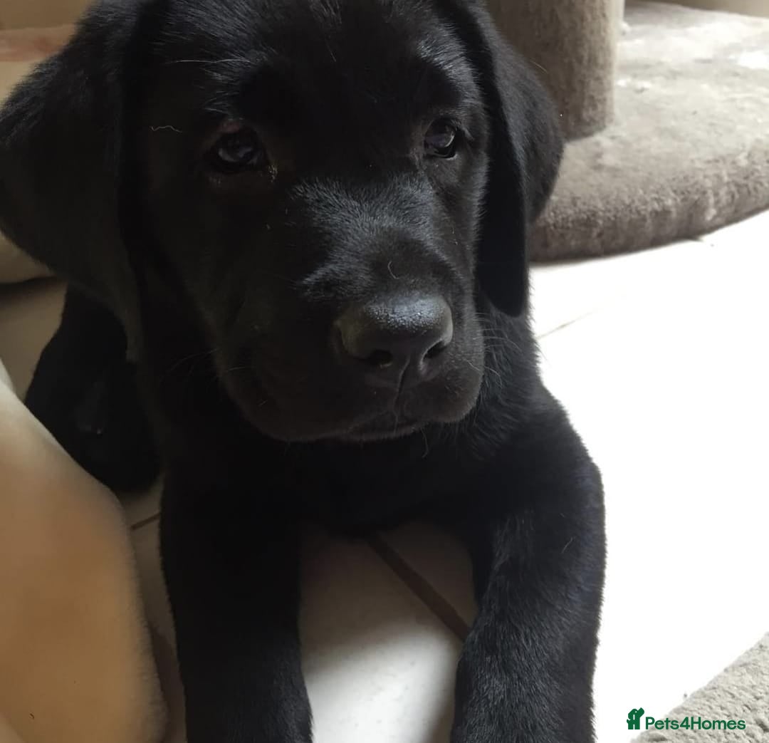 Labrador Retriever dogs for sale: Labrador puppies  - Advert 5