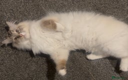 Ragdoll cats for sale: male ragdoll pedigree  - Image 1
