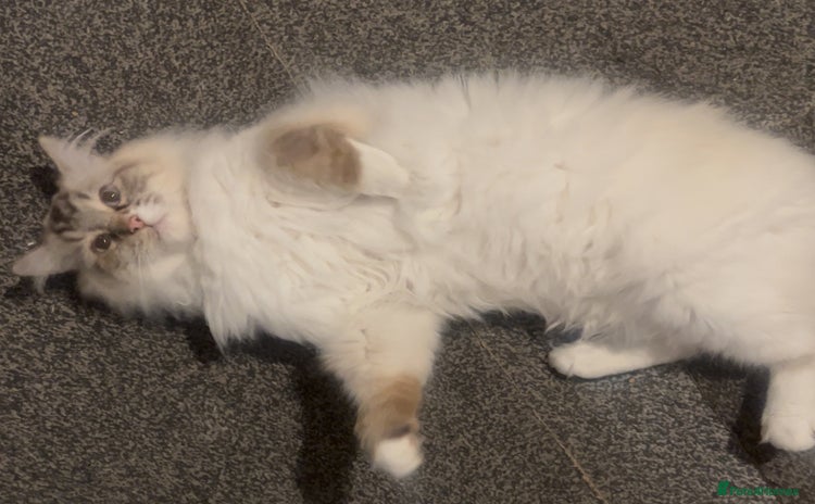 Ragdoll cats - Advert 8