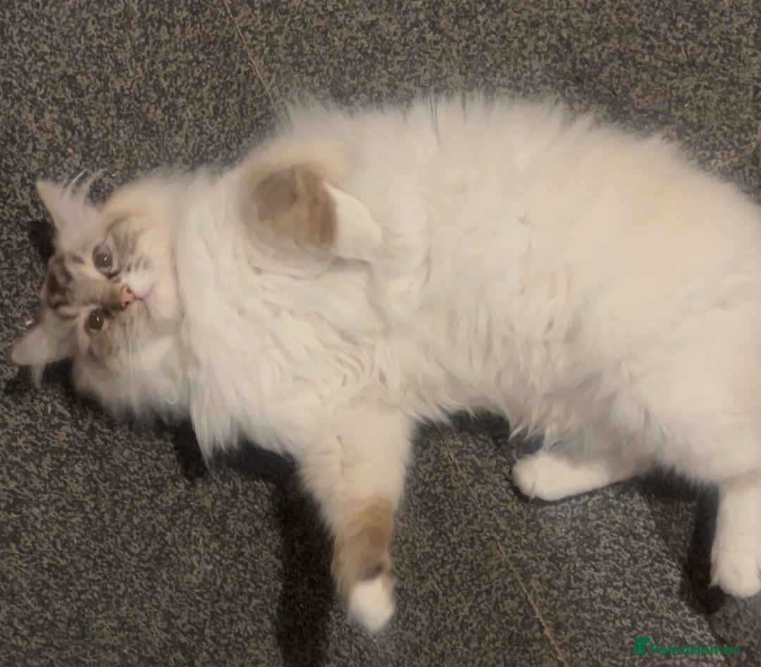 Ragdoll cats for sale: male ragdoll pedigree  - Image 1