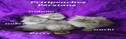 Persian cats for sale: Gccf Registered Persian Kittens  - Advert 12