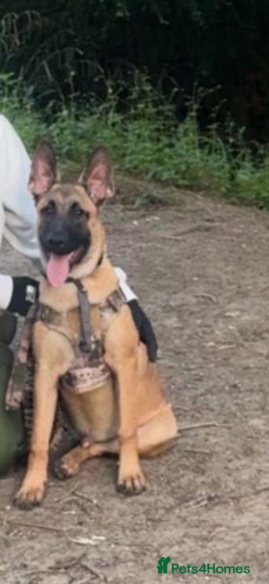 Belgian Shepherd Dog dogs VECNOR Free to a suitable home  - Advert 18