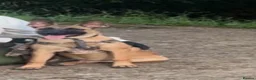 Belgian Shepherd Dog dogs for sale: VECNOR Free to a suitable home  - Advert 1