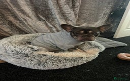 French Bulldog dogs for sale: Female French Bulldog  - Image 2