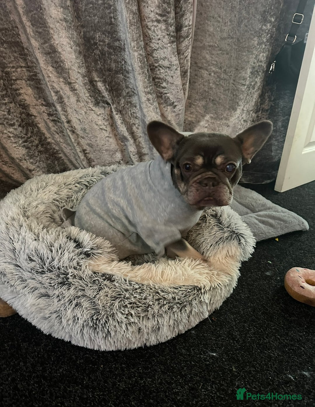 French Bulldog dogs for sale: Female French Bulldog  - Image 2