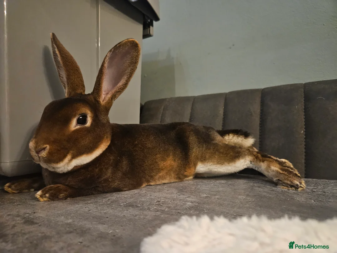 Rex rabbits for sale: Purebred Chocolate Otter Mini Rex buck 12 weeks  - Advert 3