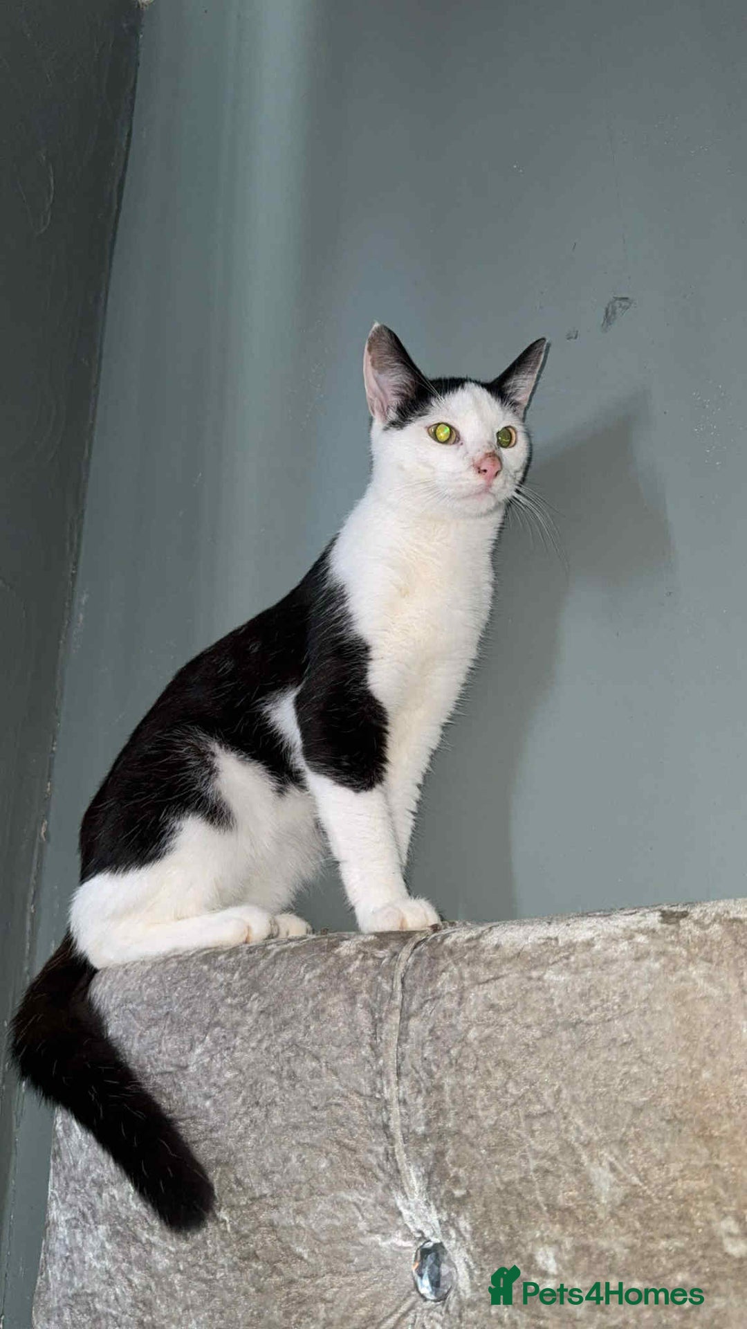 Mixed Breed cats for sale: Gorgeous 8 month old cat for sale  - Advert 1