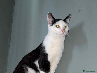 Mixed Breed cats Gorgeous 8 month old cat for sale - Advert 1