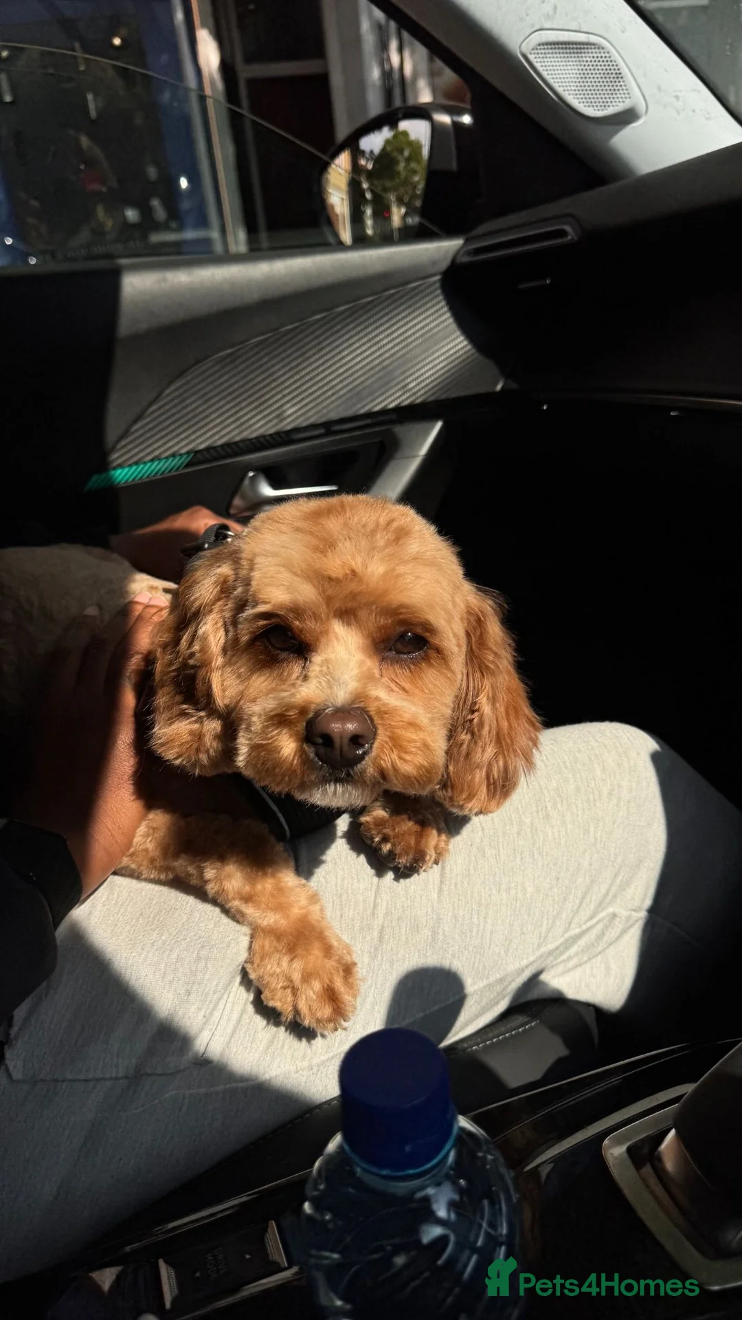 Cavapoo dogs for sale: Chaser 3/12 years old Cavapoo - FOR ADOPTION - Advert 1