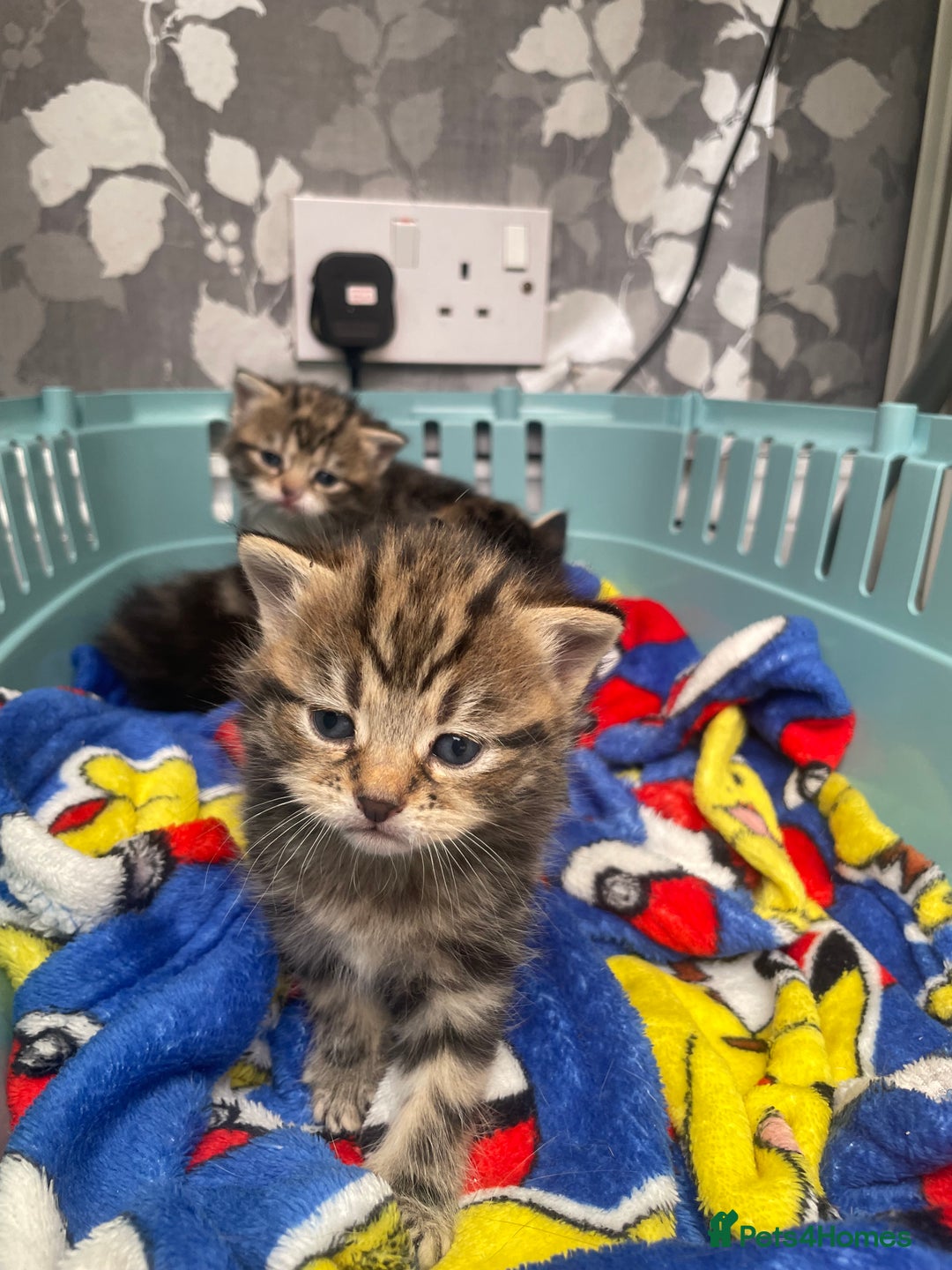 Mixed Breed cats for sale: 3 beautiful tabbys - Image 6