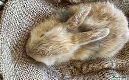 Mini Lion Lop rabbits for sale: Pure bred mini lop bunnies in Uckfield - Image 7