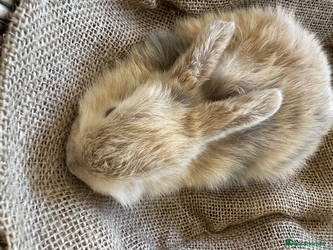 Mini Lion Lop rabbits for sale: Pure bred mini lop bunnies in Uckfield - Image 7