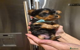 Yorkshire Terrier dogs for sale: 💝Beautiful Miniature Babies from 250g💝 - Image 12