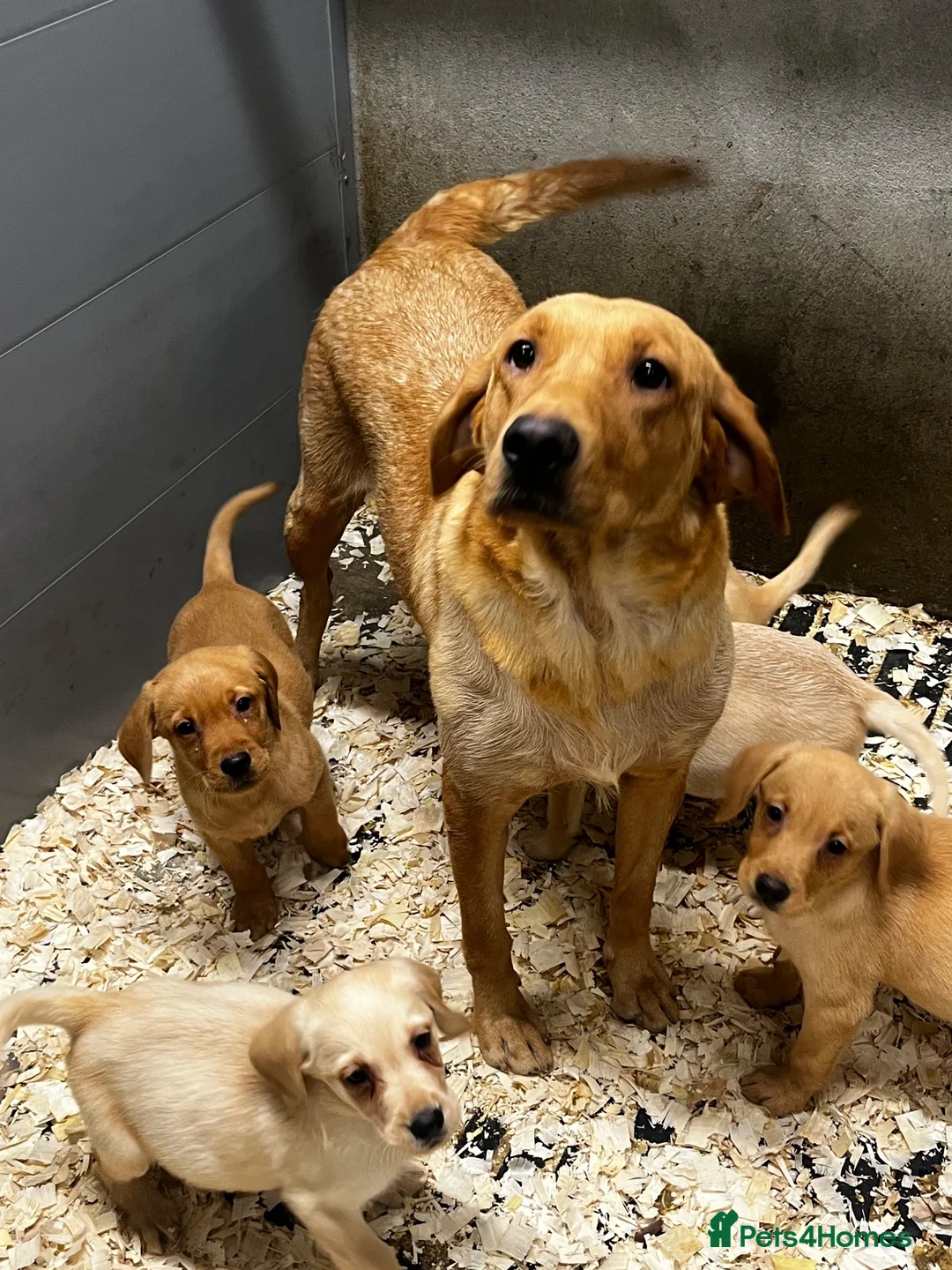 Labrador Retriever dogs for sale: Labrador pups - Advert 1