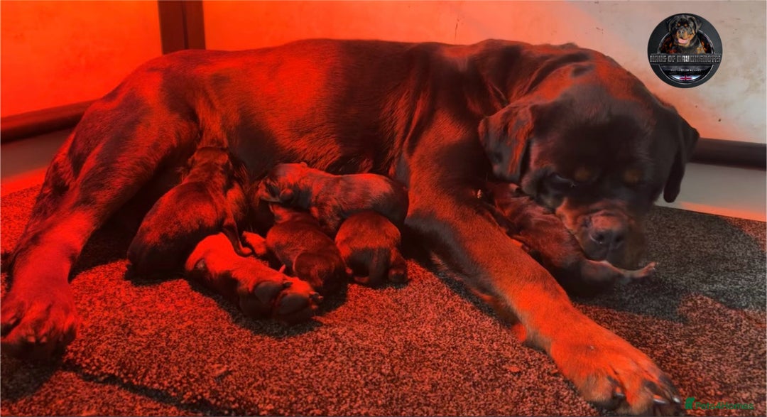 Rottweiler dogs for sale: Top Kc Registered Rottweiler Female Puppies - Advert 1