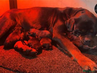 Rottweiler dogs Top Kc Registered Rottweiler Female Puppies - Advert 1
